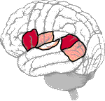 Animated Brain