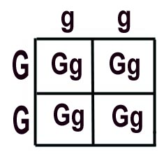 Punnet Square Practice Page