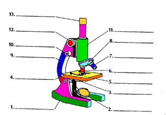 compound microscope parts and functions worksheet pdf